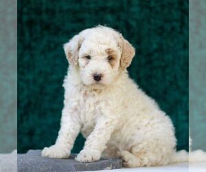 Goldendoodle (Miniature) Puppy for sale in LANCASTER, PA, USA