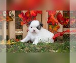 Small Photo #3 Shih Tzu Puppy For Sale in CLARE, MI, USA