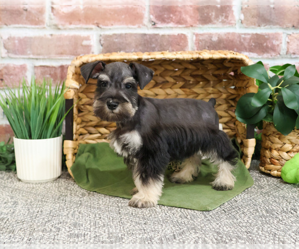Medium Photo #5 Schnauzer (Miniature) Puppy For Sale in SYRACUSE, IN, USA