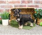 Small #4 Schnauzer (Miniature)
