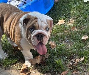 English Bulldog Puppy for sale in FARMINGTON, MO, USA