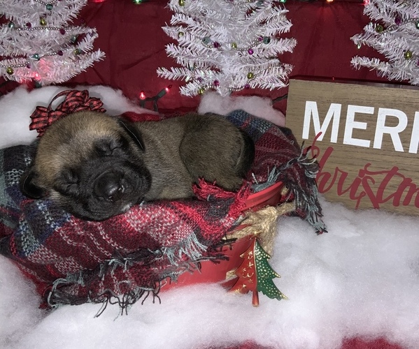 Medium Photo #13 Mastiff Puppy For Sale in TITUSVILLE, FL, USA