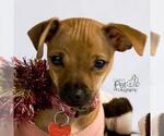 Small #7 Chiweenie