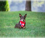 Small #6 Feist Terrier Mix