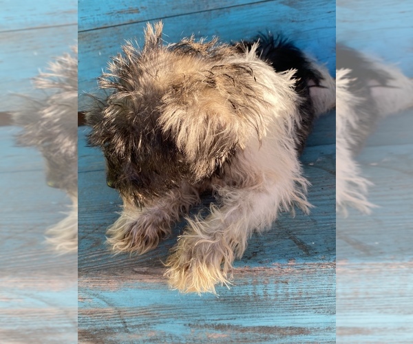 Medium Photo #4 Schnauzer (Miniature) Puppy For Sale in LAWRENCEBURG, TN, USA