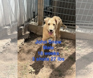 Collie-Labrador Retriever Mix Dogs for adoption in Grafton, WI, USA