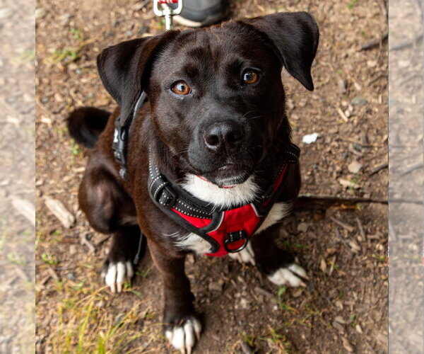 Medium Photo #15 Mutt Puppy For Sale in Canton, CT, USA