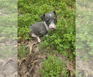 Italian Greyhound Puppy for sale in NESBIT, MS, USA