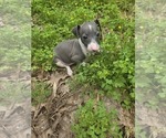 Image preview for Ad Listing. Nickname: Bluebell