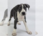 Small Great Dane Mix