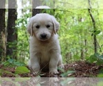 Small #7 English Cream Golden Retriever