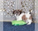 Small ShihPoo