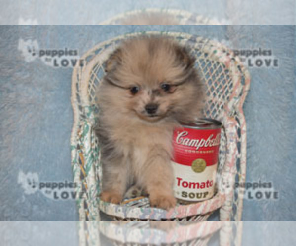 Medium Photo #12 Pomeranian Puppy For Sale in SANGER, TX, USA