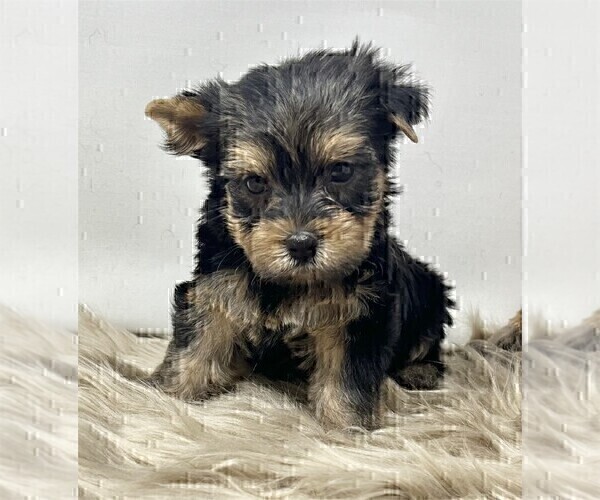 Medium Photo #23 Yorkshire Terrier Puppy For Sale in LANCASTER, PA, USA