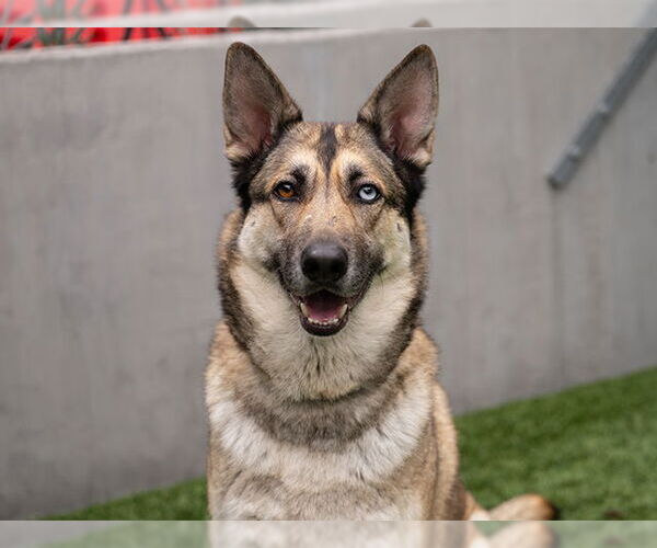 Medium Photo #3 Siberian Husky-Unknown Mix Puppy For Sale in Pasadena, CA, USA