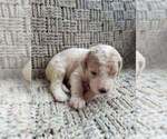 Puppy 9 Goldendoodle