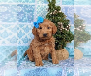 Labradoodle Puppy for sale in QUARRYVILLE, PA, USA