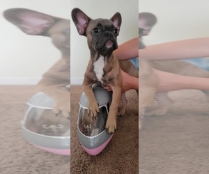 French Bulldog Puppy for sale in BRADENTON, FL, USA