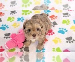 Small #13 ShihPoo