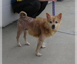 Pomeranian-Unknown Mix Dogs for adoption in Louisville, KY, USA