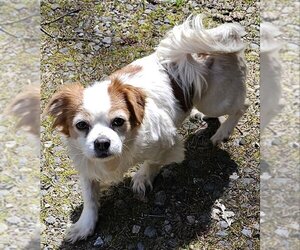Chihuahua-Unknown Mix Dogs for adoption in Olalla, WA, USA