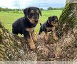 Small Photo #11 Airedale Terrier Puppy For Sale in MOUNT JULIET, TN, USA