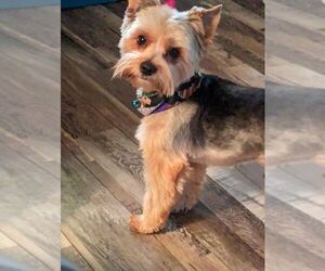 Father of the Shorkie Tzu-Yorkshire Terrier Mix puppies born on 06/06/2025