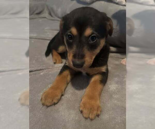 Medium Photo #3 Australian Shepherd-Unknown Mix Puppy For Sale in Mechanicsburg, PA, USA