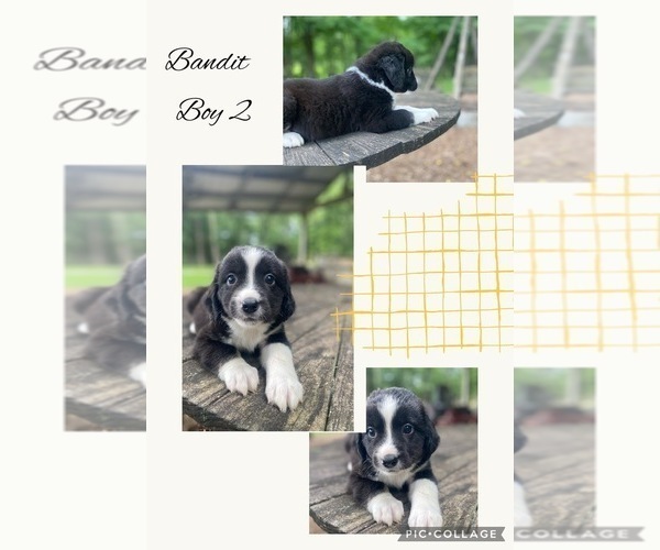 Medium Photo #4 Miniature Australian Shepherd Puppy For Sale in BLMGTN, IN, USA