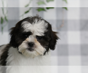 Zuchon Puppy for sale in MARIETTA, GA, USA