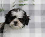 Image preview for Ad Listing. Nickname: Litter of 2