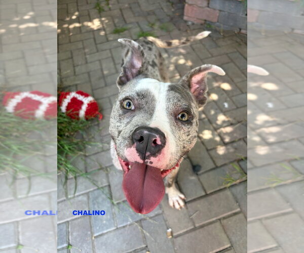 Medium Photo #3 Staffordshire Bull Terrier-Unknown Mix Puppy For Sale in Woodland Hills, CA, USA