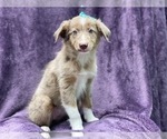 Small #9 Australian Shepherd