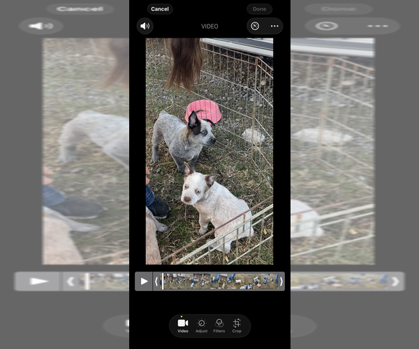 Medium Photo #2 Australian Cattle Dog Puppy For Sale in BONHAM, TX, USA