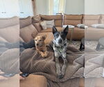 Small #1 Pembroke Welsh Corgi Mix