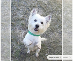 Small Photo #1 West Highland White Terrier Puppy For Sale in MYERSTOWN, PA, USA