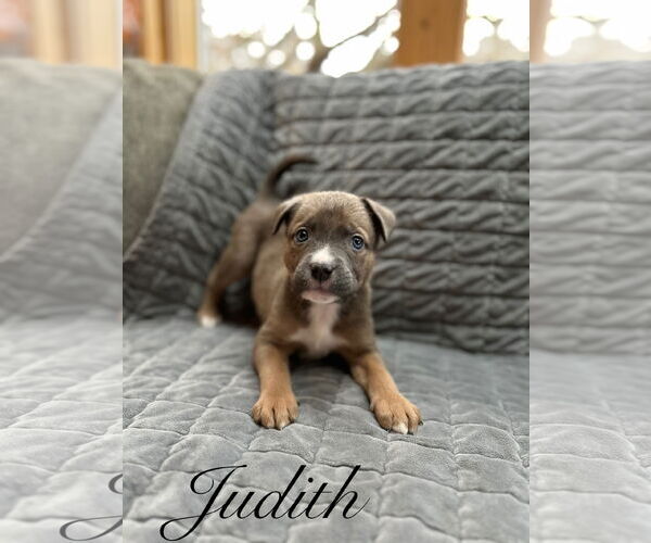 Medium Photo #2 Mutt Puppy For Sale in Sequim, WA, USA