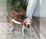 Small #13 Beagle