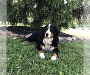 Mother of the Bernese Mountain Dog puppies born on 04/20/2023