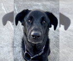 Small #12 German Shepherd Dog Mix