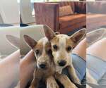 Small #1 Mutt