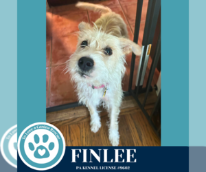 Mutt Dogs for adoption in Kimberton, PA, USA