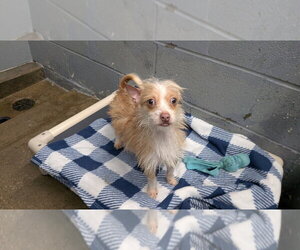 Chihuahua Dogs for adoption in Evansville, IN, USA