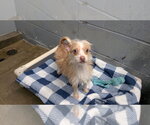 Small Chihuahua
