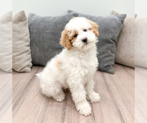 Bernedoodle (Miniature) Puppy for sale in DUNDEE, OH, USA
