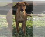 Small #1 Labrador Retriever Mix