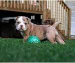 Small Photo #1 Olde English Bulldogge Puppy For Sale in BREMEN, GA, USA