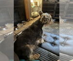 Small #1 Silky Terrier Mix