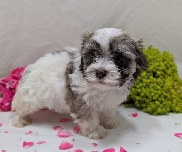 Medium Photo #2 Havanese Puppy For Sale in GOSHEN, IN, USA