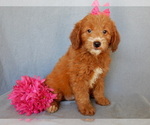 Small Photo #1 Goldendoodle (Miniature) Puppy For Sale in MILLERSBURG, OH, USA